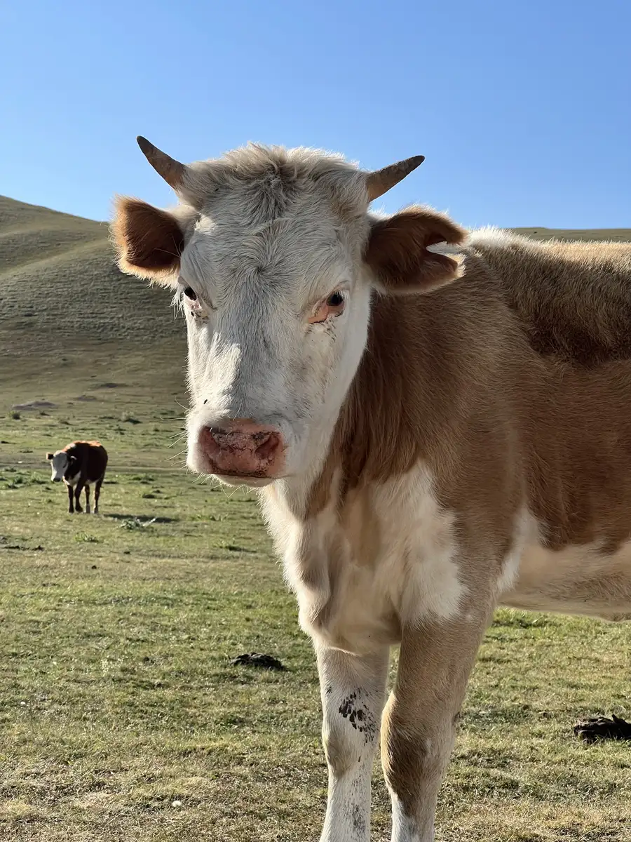 Close-up of a horned cow grazing on the grassy pastures of the Assy Plateau